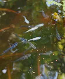 Medaka diverse colorazioni, coppie e gruppo