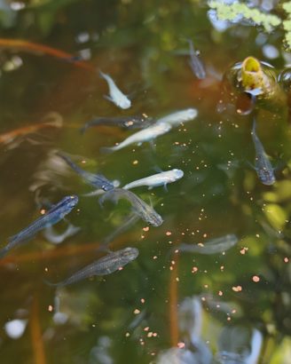 Medaka diverse colorazioni, coppie e gruppo