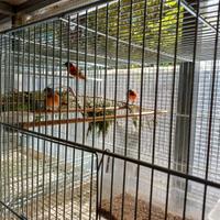 Cardinalini del Venezuela