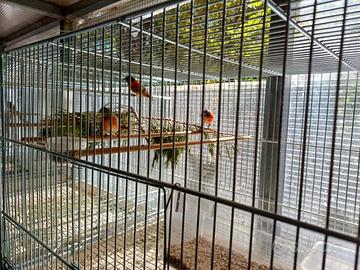 Cardinalini del Venezuela