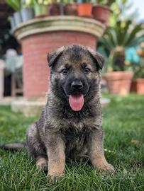 Cuccioli pastore tedesco