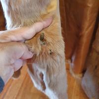 pellicciotto in lapen