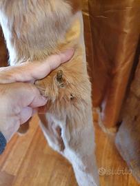 pellicciotto in lapen