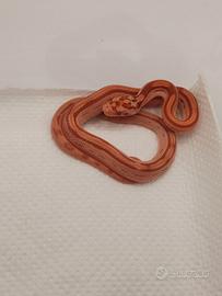 Serpente del grano/Elaphe guttata 