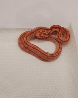 Serpente del grano/Elaphe guttata 