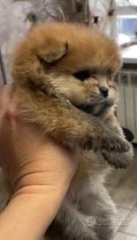 Spitz di Pomerania nano