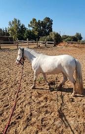 Pony per bambini