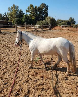 Pony per bambini