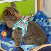 Coniglio nano ariete