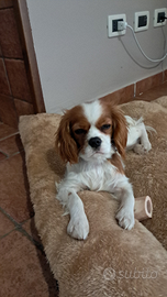 Cavalier king charles spaniel