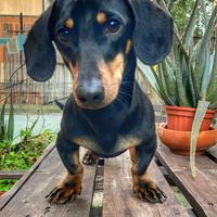 Bassotto Maschio per accoppiamento