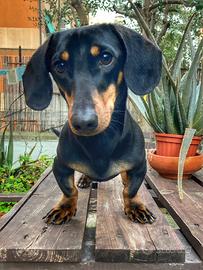 Bassotto Maschio per accoppiamento