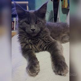 Maine coon cucciolo