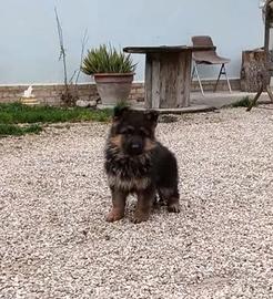 Cucciola pastore tedesco
