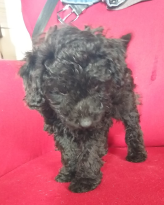 Barboncini mini toy o nani neri