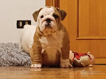 Bulldog inglese Femmina
