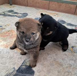 Shiba inu cuccioli