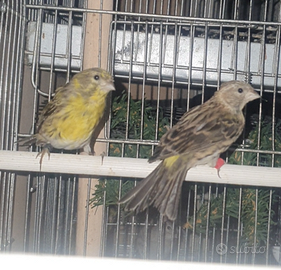 Coppia verzellini 2025