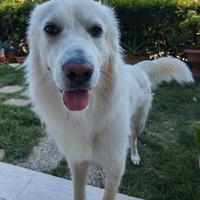 Simil Maremmano, adozione