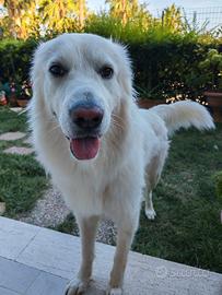 Simil Maremmano, adozione