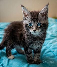 Maine coon xxl occhi azzurri