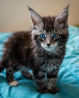 Maine coon xxl occhi azzurri