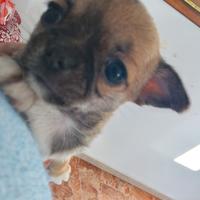 Cucciola di chihuahua