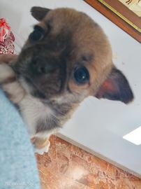 Cucciola di chihuahua