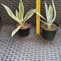 L'Agave americana variegata 