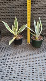 L'Agave americana variegata 