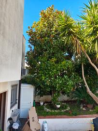R E G A L O Magnolia grandiflora   