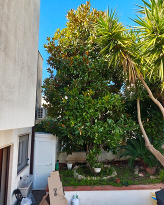 R E G A L O Magnolia grandiflora   