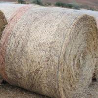 700 Rotoballe fieno