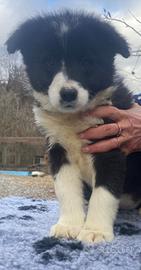 Ultima femmina border collie nera e bianca