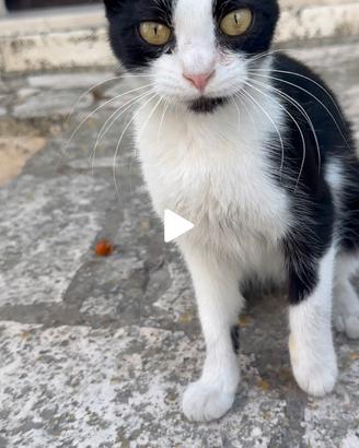 Gattino di 4 mesi i