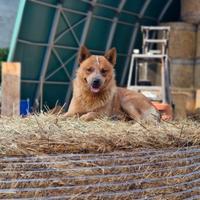 Australian Cattle Dog per MONTA