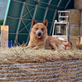 Australian Cattle Dog per MONTA
