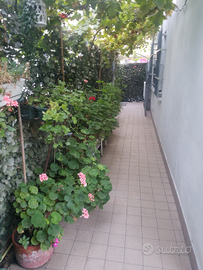 Riccione - Giardino esclusivo zona Porto