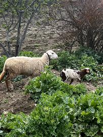 Pecore, e agnelli francesi