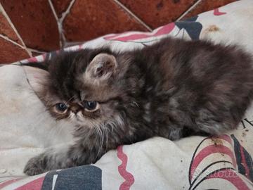 Gattina persiano