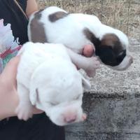 Cuccioli incrocio maremmano