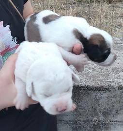 Cuccioli incrocio maremmano