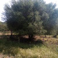 Piante olivastro