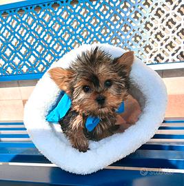 Yorkshire Terrier