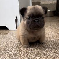 Cucciolo bulldog francese Fluffy Micro