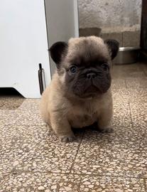 Cucciolo bulldog francese Fluffy Micro