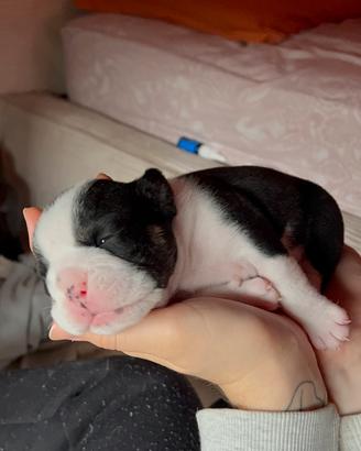 BULLDOG INGLESI tricolor