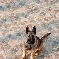 Pastore belga malinos 7 mesi