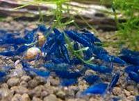 Caridine acquario ampullarie gold