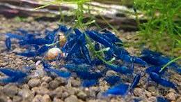 Caridine acquario ampullarie gold